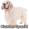 Untitled23920250629225453 — AKC Dog Breeds (Labeled) option 89