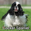 Untitled23920250629225456 — AKC Dog Breeds (Labeled) option 90