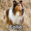 Untitled23920250629225504 — AKC Dog Breeds (Labeled) option 91
