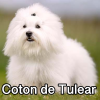 Untitled23920250629225509 — AKC Dog Breeds (Labeled) option 92