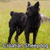 Untitled23920250629225518 — AKC Dog Breeds (Labeled) option 93
