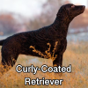Untitled23920250629225521 — AKC Dog Breeds (Labeled) option 94