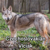 Untitled23920250629225526 — AKC Dog Breeds (Labeled) option 95