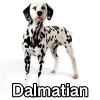 Untitled23920250629225529 — AKC Dog Breeds (Labeled) option 96