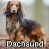 Untitled23920250629225533 — AKC Dog Breeds (Labeled) option 97