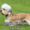 Untitled23920250629225536 — AKC Dog Breeds (Labeled) option 98