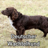 Untitled23920250629225543 — AKC Dog Breeds (Labeled) option 100