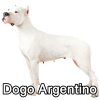 Untitled24020250629225624 — AKC Dog Breeds (Labeled) option 101