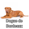 Untitled24020250629225628 — AKC Dog Breeds (Labeled) option 102