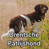 Untitled24020250629225631 — AKC Dog Breeds (Labeled) option 103