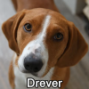 Untitled24020250629225634 — AKC Dog Breeds (Labeled) option 104