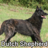 Untitled24020250629225638 — AKC Dog Breeds (Labeled) option 105