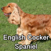 Untitled24020250629225642 — AKC Dog Breeds (Labeled) option 106