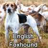 Untitled24020250629225646 — AKC Dog Breeds (Labeled) option 107