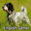 Untitled24020250629225652 — AKC Dog Breeds (Labeled) option 108