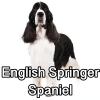 Untitled24020250629225655 — AKC Dog Breeds (Labeled) option 109