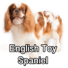 Untitled24020250629225658 — AKC Dog Breeds (Labeled) option 110