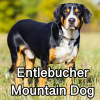 Untitled24020250629225703 — AKC Dog Breeds (Labeled) option 111