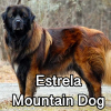 Untitled24020250629225706 — AKC Dog Breeds (Labeled) option 112