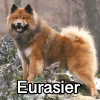 Untitled24020250629225711 — AKC Dog Breeds (Labeled) option 113