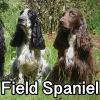 Untitled24020250629225714 — AKC Dog Breeds (Labeled) option 114
