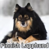 Untitled24020250629225718 — AKC Dog Breeds (Labeled) option 115