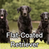 Untitled24020250629225731 — AKC Dog Breeds (Labeled) option 117