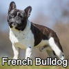 Untitled24020250629225734 — AKC Dog Breeds (Labeled) option 118