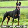 Untitled24020250629225826 — AKC Dog Breeds (Labeled) option 121