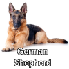 Untitled24020250629225835 — AKC Dog Breeds (Labeled) option 122