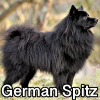 Untitled24020250629225923 — AKC Dog Breeds (Labeled) option 124