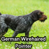 Untitled24020250629225958 — AKC Dog Breeds (Labeled) option 125