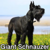 Untitled24020250629230001 — AKC Dog Breeds (Labeled) option 126