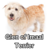 Untitled24020250629230006 — AKC Dog Breeds (Labeled) option 127
