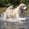 Untitled24020250629230009 — AKC Dog Breeds (Labeled) option 128