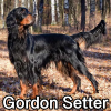 Untitled24020250629230014 — AKC Dog Breeds (Labeled) option 129