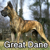 Untitled24020250629230021 — AKC Dog Breeds (Labeled) option 131