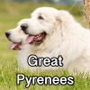 Untitled24020250629230025 — AKC Dog Breeds (Labeled) option 132