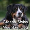 Untitled24020250629230029 — AKC Dog Breeds (Labeled) option 133