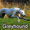 Untitled24020250629230032 — AKC Dog Breeds (Labeled) option 134