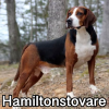 Untitled24020250629230036 — AKC Dog Breeds (Labeled) option 135