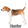 Untitled24020250629230046 — AKC Dog Breeds (Labeled) option 137