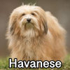 Untitled24020250629230049 — AKC Dog Breeds (Labeled) option 138