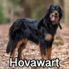 Untitled24020250629230056 — AKC Dog Breeds (Labeled) option 140
