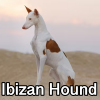 Untitled24020250629230101 — AKC Dog Breeds (Labeled) option 141