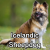 Untitled24020250629230106 — AKC Dog Breeds (Labeled) option 142