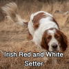 Untitled24020250629230110 — AKC Dog Breeds (Labeled) option 143