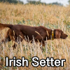 Untitled24020250629230115 — AKC Dog Breeds (Labeled) option 144