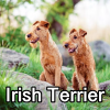 Untitled24020250629230118 — AKC Dog Breeds (Labeled) option 145