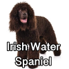 Untitled24020250629230122 — AKC Dog Breeds (Labeled) option 146